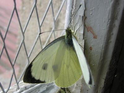 pieris brassicae 1