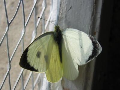 pieris brassicae 2
