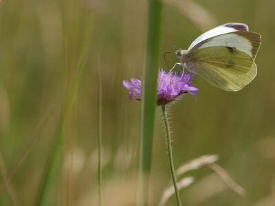 pieris brassicae 3