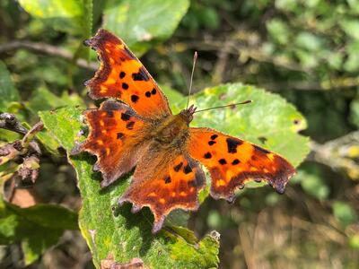 polygonia c-album f hutchinsoni