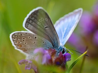 polyommatus amandus mann