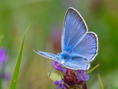 polyommatus amandus mann oberseite