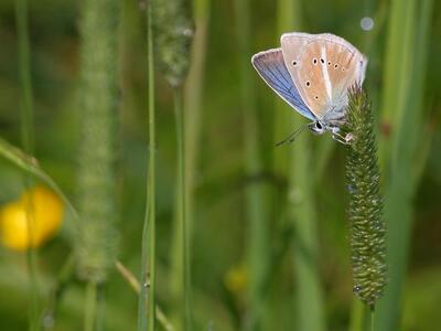 polyommatus damon