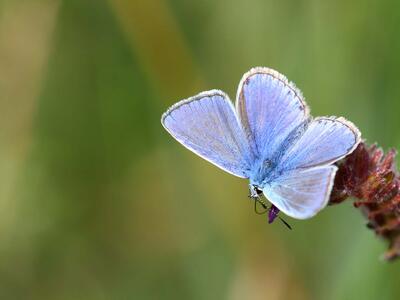 polyommatus icarus