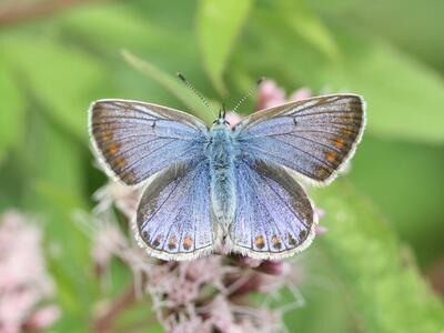 polyommatus icarus oberseite