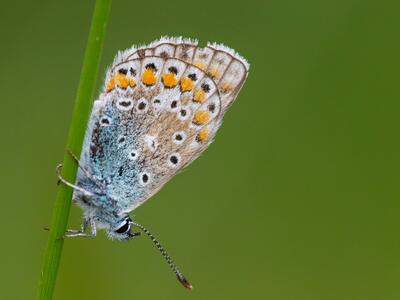 polyommatus icarus seite