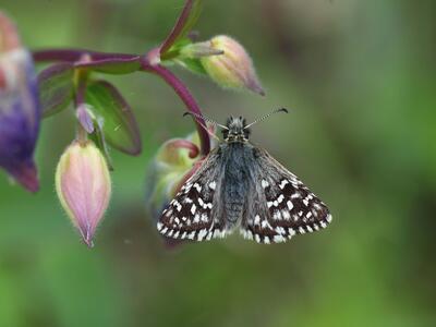 pyrgus malvae