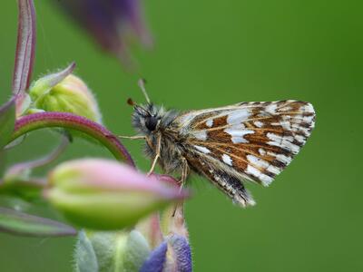 pyrgus malvae seite