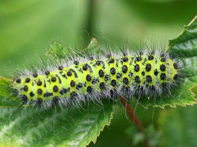 saturnia pavonia