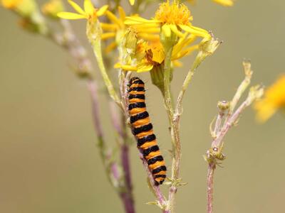 tyria jacobaeae