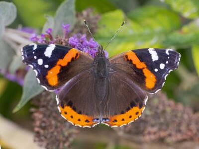 vanessa atalanta