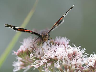 vanessa atalanta ruessel