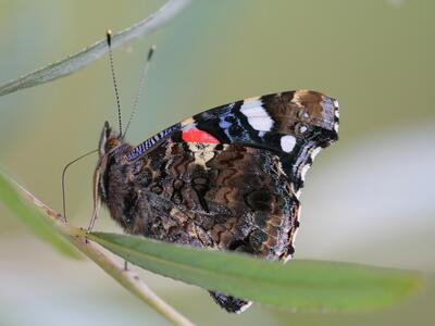 vanessa atalanta seite