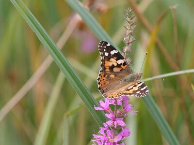 vanessa cardui