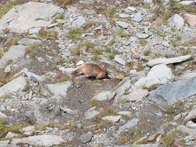 marmota marmota