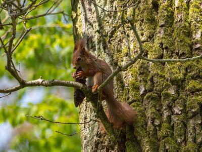 sciurus vulgaris