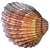 Mollusca