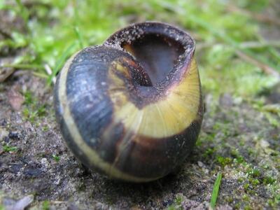 cepaea nemoralis unten