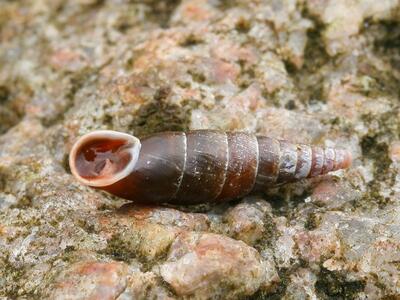 cochlodina laminata