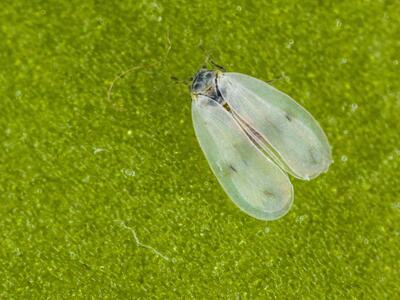 aleyrodes proletella