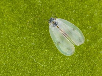 aleyrodes proletella