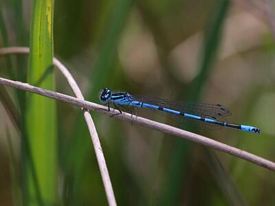 coenagrion puella