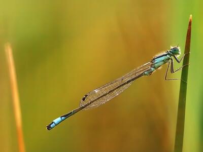 ischnura elegans maennchen