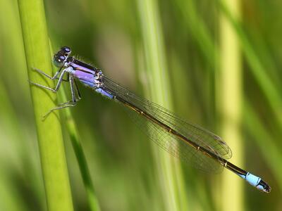 ischnura elegans weibchen