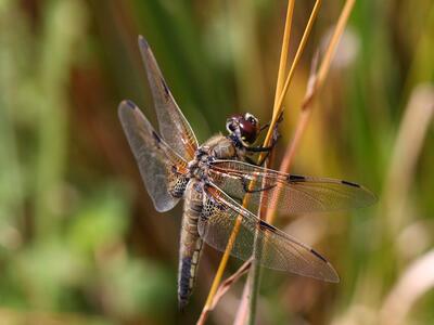 libellula quadrimaculata