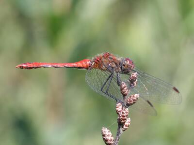 sympetrum sanguineum maennchen