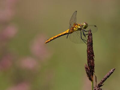 sympetrum sanguineum weibchen