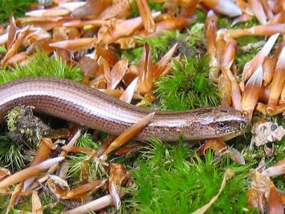 anguis fragilis detail