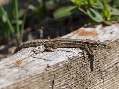 podarcis muralis