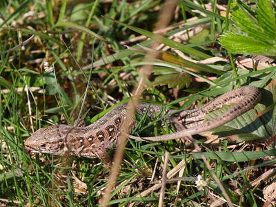 zootoca vivipara