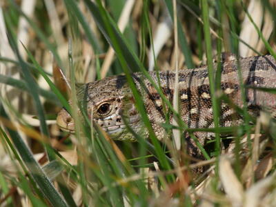 zootoca vivipara detail