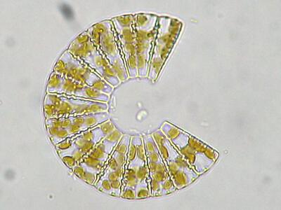 meridion circulare 2