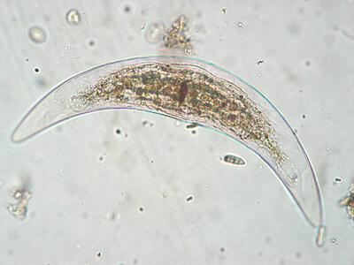 monoraphidium sp