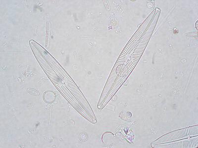 navicula radiosa