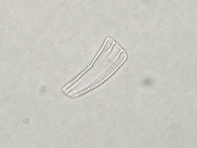 roicosphenia abbreviata