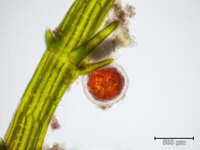 chara baltica antheridium und oogon