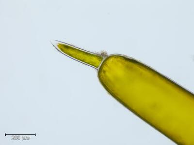 chara canescens astspitze