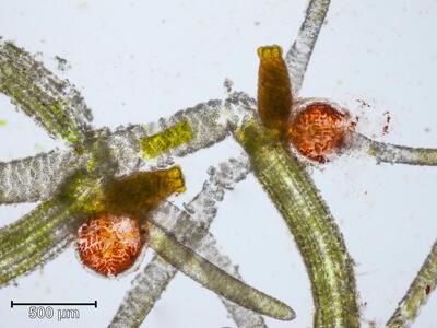 chara delicatula oogon und antheridium 2