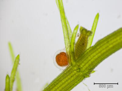 chara hispida oogon und antheridium