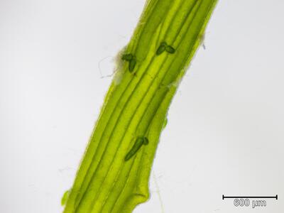 chara intermedia f papillosa stipeln staemmchen