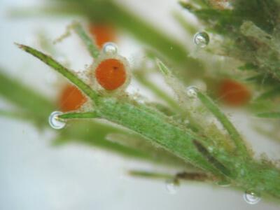 chara polyacantha antheridium