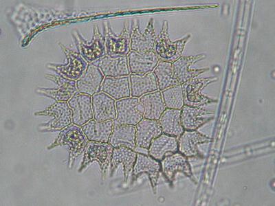 pediastrum boryanum