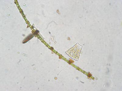 ulotrix sp