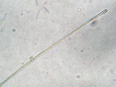 oscillatoria brevis