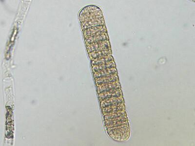 oscillatoria sp