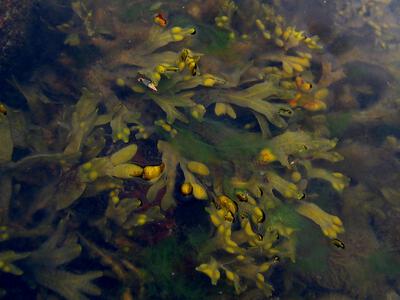 fucus vesiculosus